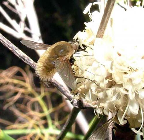 Bombylius sp.