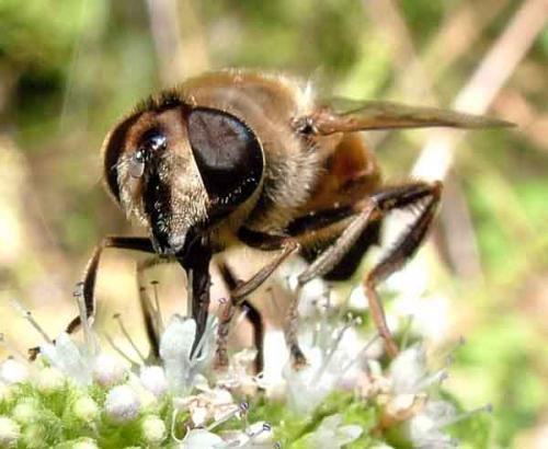 Réf. 5 961 : Eristalis tenax
