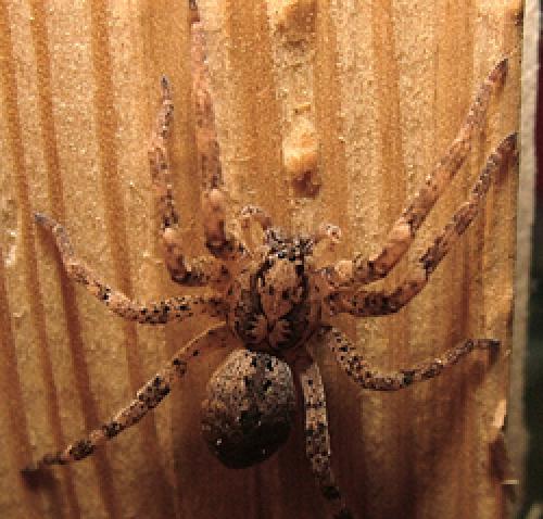 Zoropsis spinimana