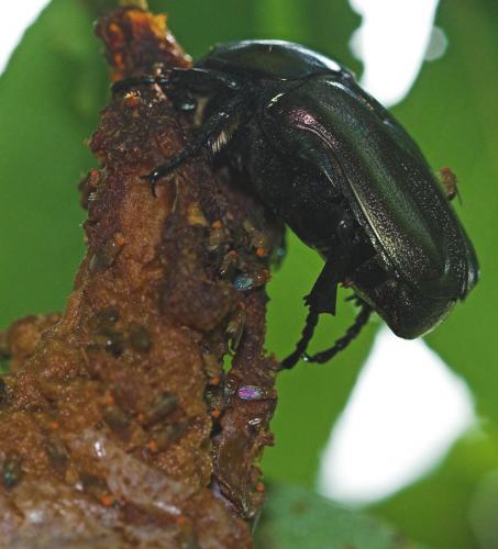Potosia angustata