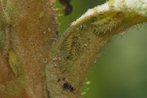 Paragus sp.