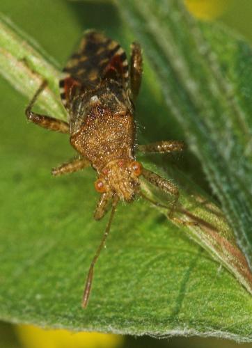 Rhopalus subrufus