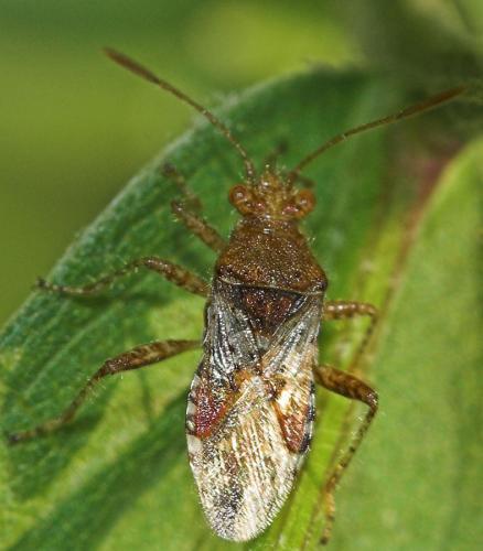 Rhopalus subrufus