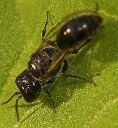 Pemphredon sp.