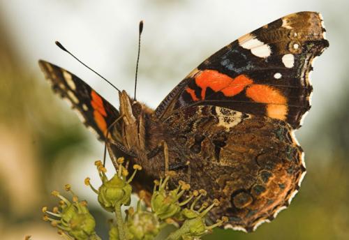 Réf. 5 378 : Vanessa atalanta