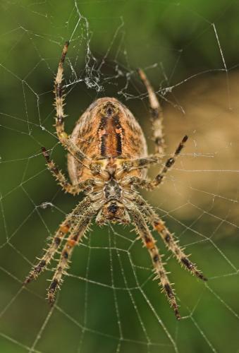Araneus diadematus