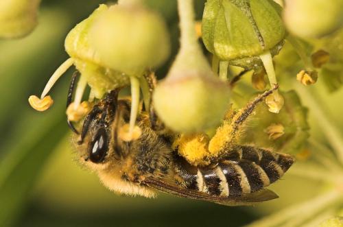 Colletes hederae