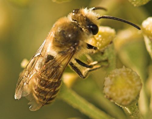 Colletes hederae