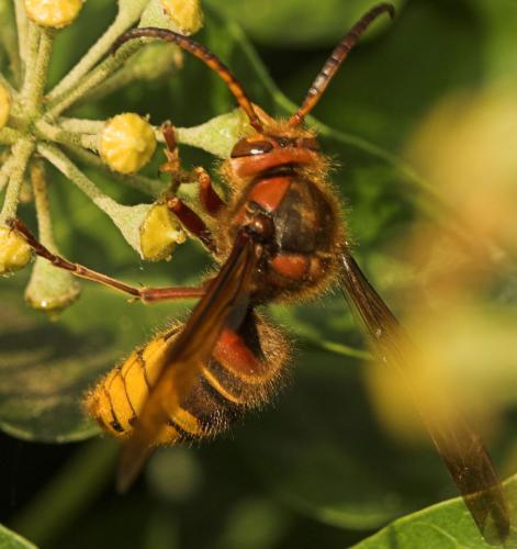 Réf. 5 510 : Vespa crabro