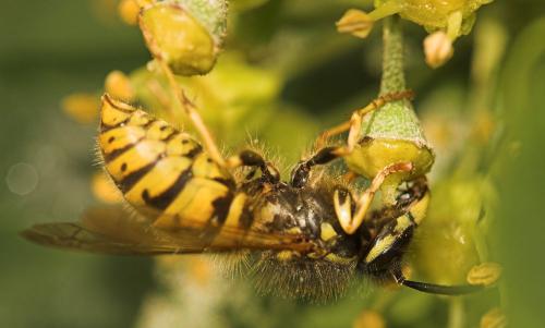 Vespula vulgaris