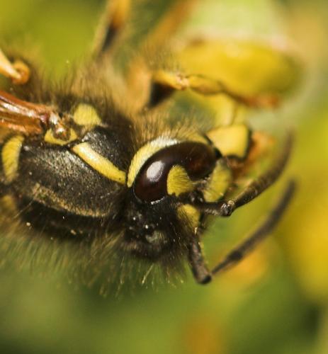 Vespula vulgaris