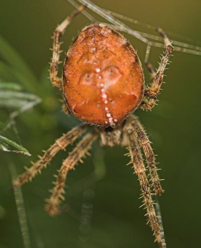 Réf. 5 512 : Araneus diadematus