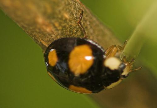 Harmonia axyridis