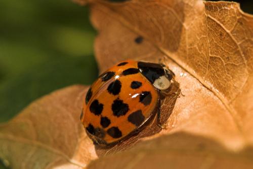Réf. 5 513 : Harmonia axyridis