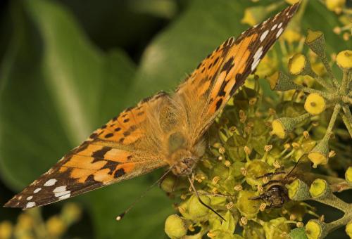 Vanessa cardui