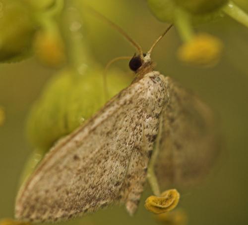 Idaea seriata