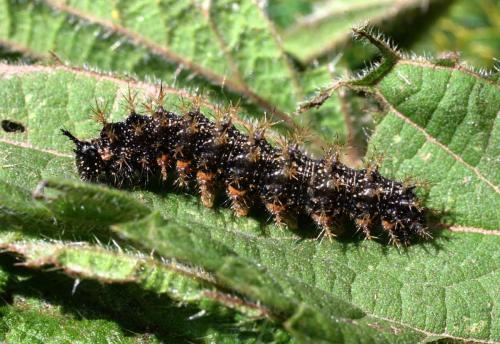 Araschnia levana