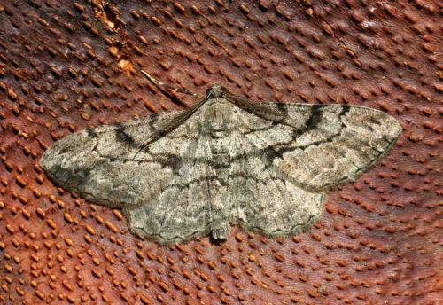 Réf. 5 748 : Peribatodes rhomboidaria