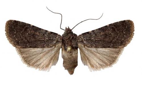 Euxoa nigricans