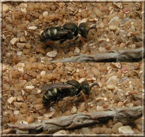 Oxybelus sp.