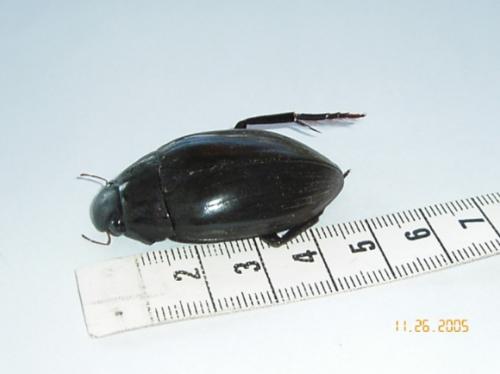 Hydrophilus piceus