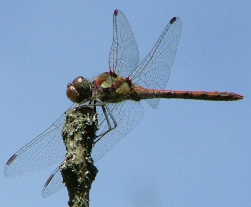 Sympetrum striolatum