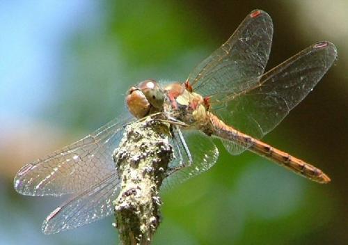 Sympetrum striolatum