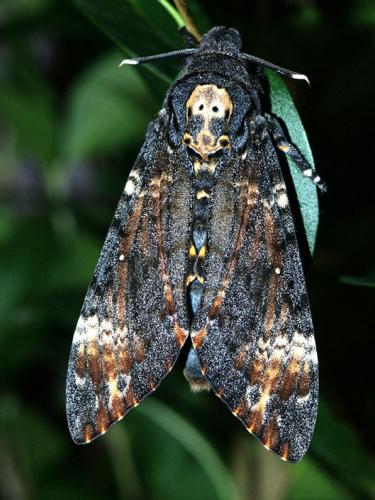 Réf. 5 027 : Acherontia atropos