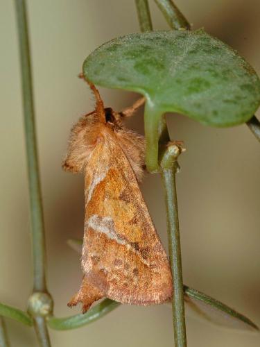 Triodia sylvina