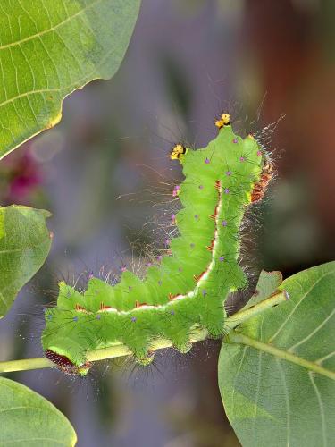 Actias sp.