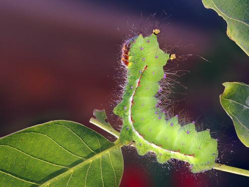 Actias sp.