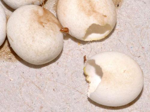 Argema mittrei