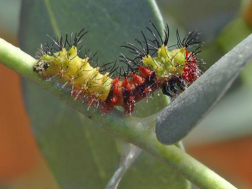 Argema mittrei