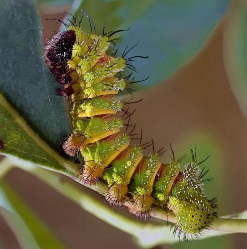 Argema mittrei
