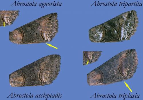 Abrostola divers