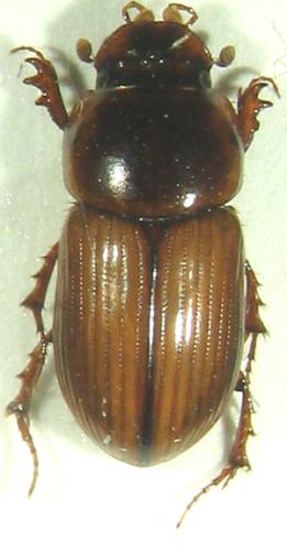 Bodiloides ictericus
