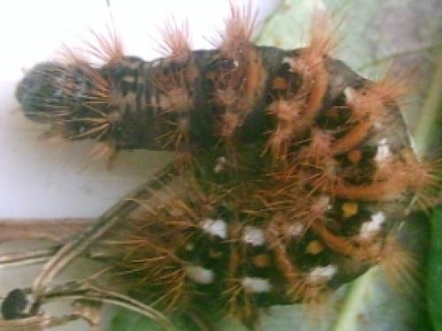 Acronicta rumicis
