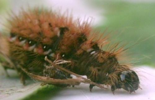 Acronicta rumicis