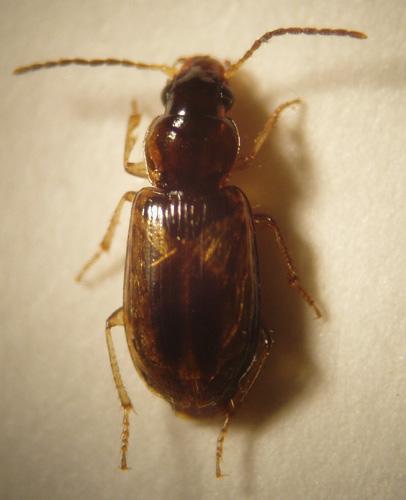 Acupalpus notatus