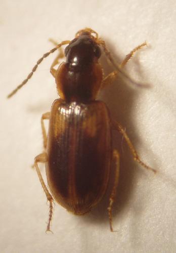 Acupalpus notatus