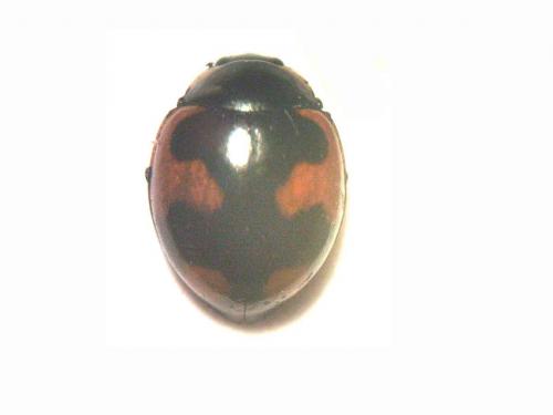 Réf. 5 407 : Ceratomegilla alpina