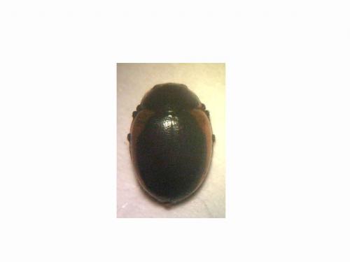Ceratomegilla rufocincta