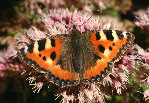 Réf. 5 161 : Aglais urticae