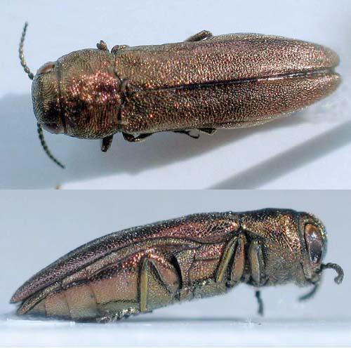 Réf. 5 668 : Agrilus integerrimus