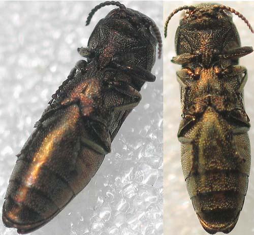 Réf. 5 675 : Agrilus integerrimus