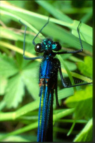 Calopteryx splendens
