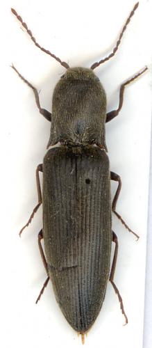 Réf. 5 609 : Agriotes pilosellus