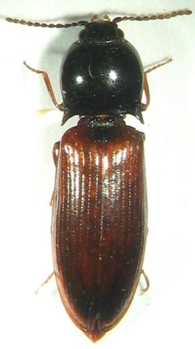 Hypoganus inunctus