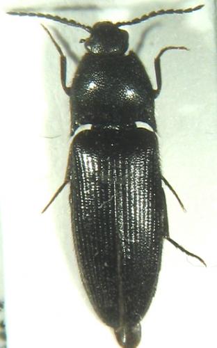 Ampedus nigerrimus
