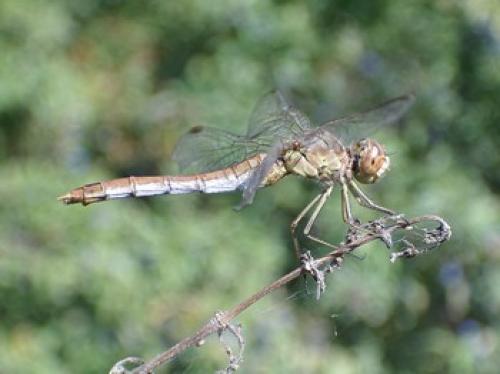 Sympetrum sp.